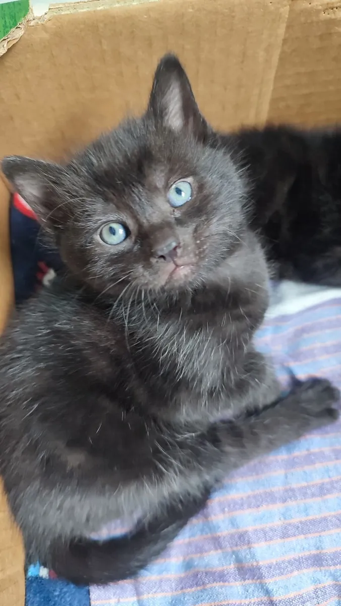 Cat - Image 1
