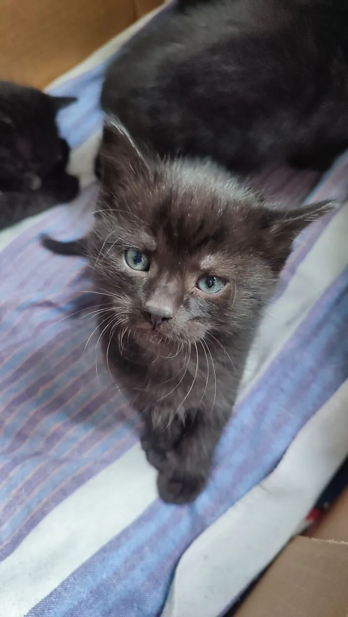 Cat - Image 2