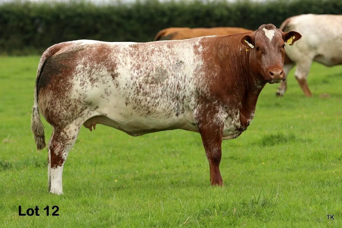 Herbie's In Calf Heifers in Carrigallen Mart - Image 1