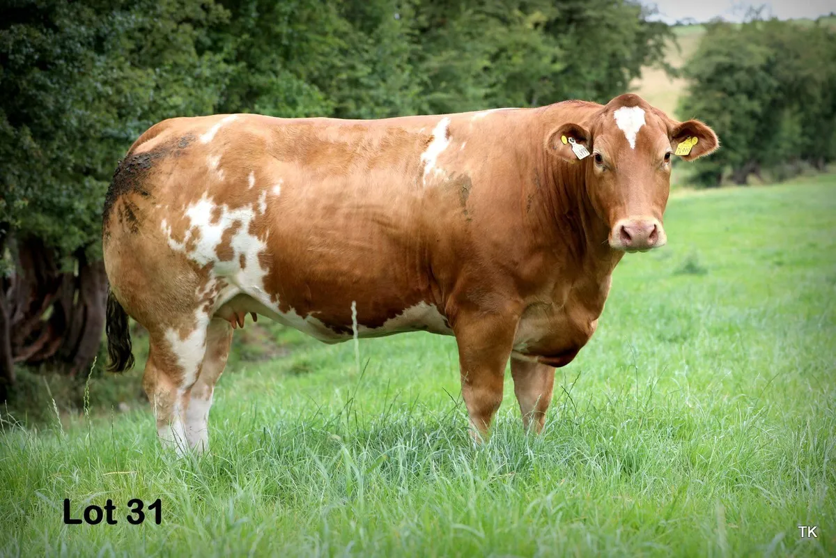 Herbie's In Calf Heifers in Carrigallen Mart - Image 2