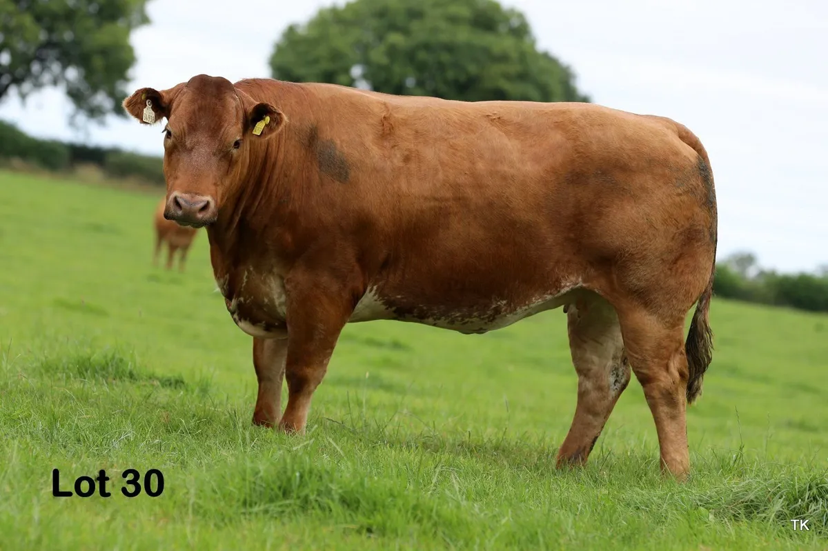 Herbie's In Calf Heifers in Carrigallen Mart - Image 3