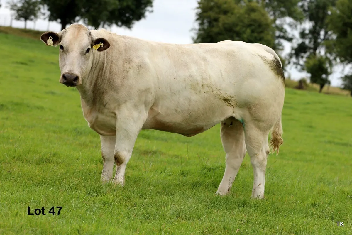 Herbie's In Calf Heifers in Carrigallen Mart - Image 4