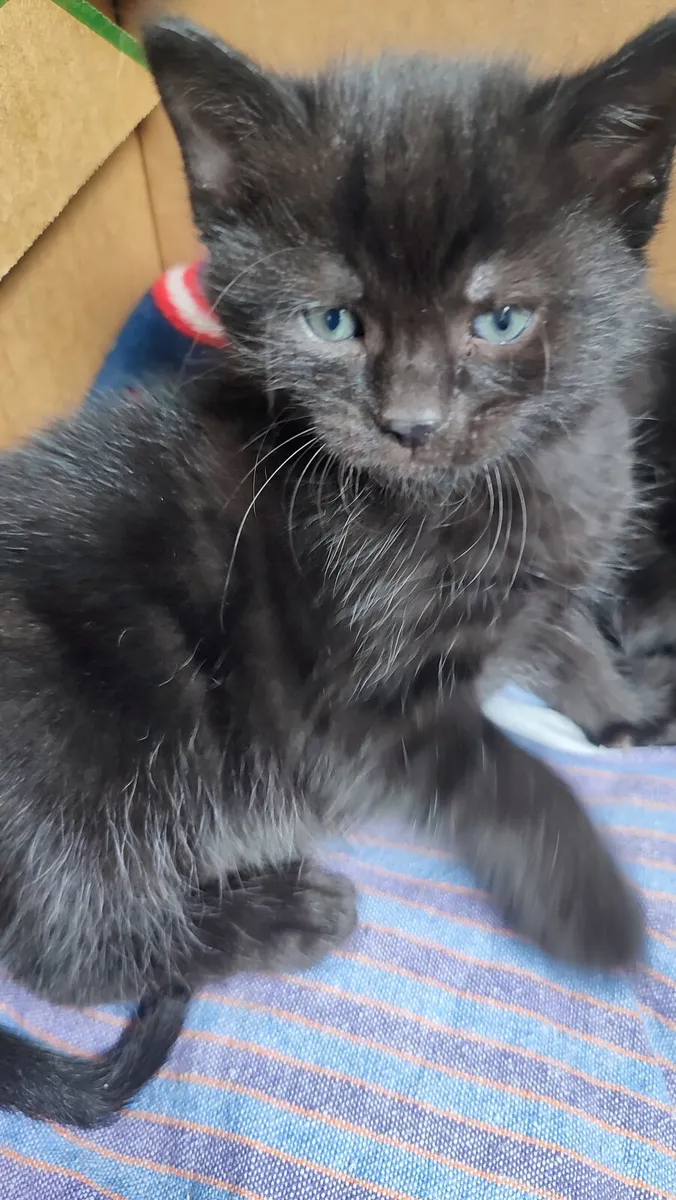 Cat - Image 3