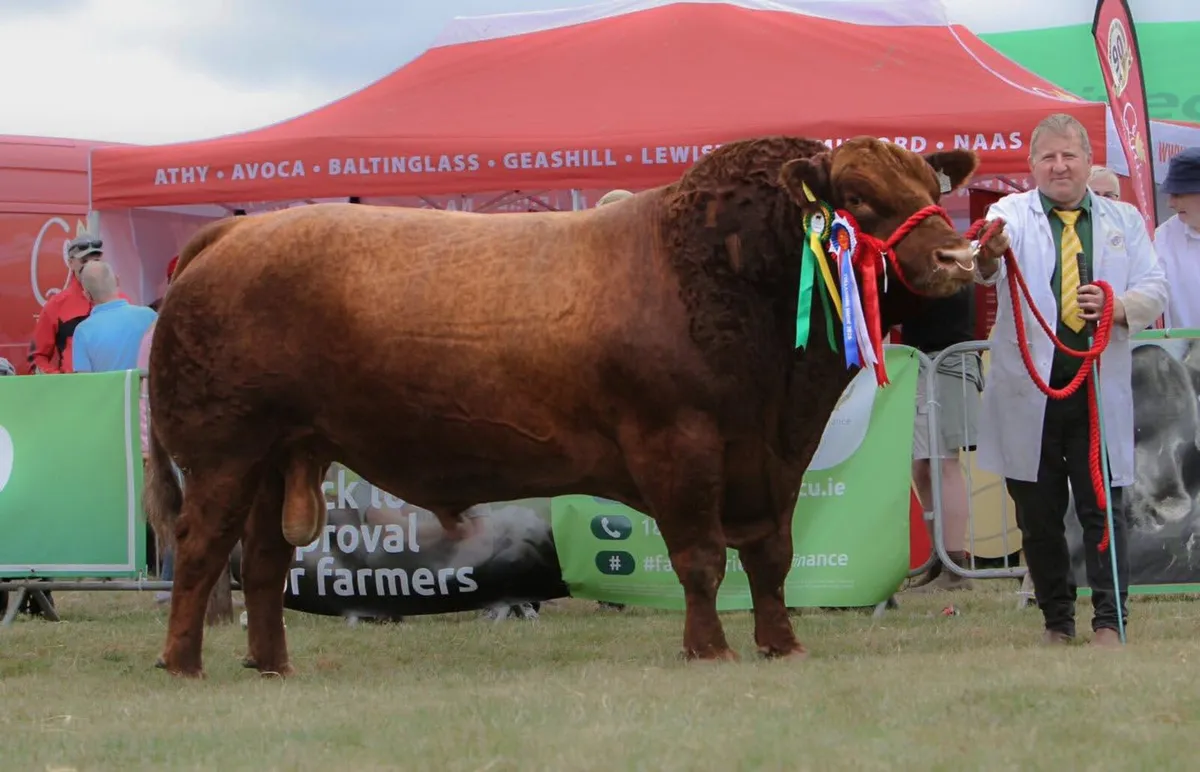 Lisduff Angus 26' - Image 1