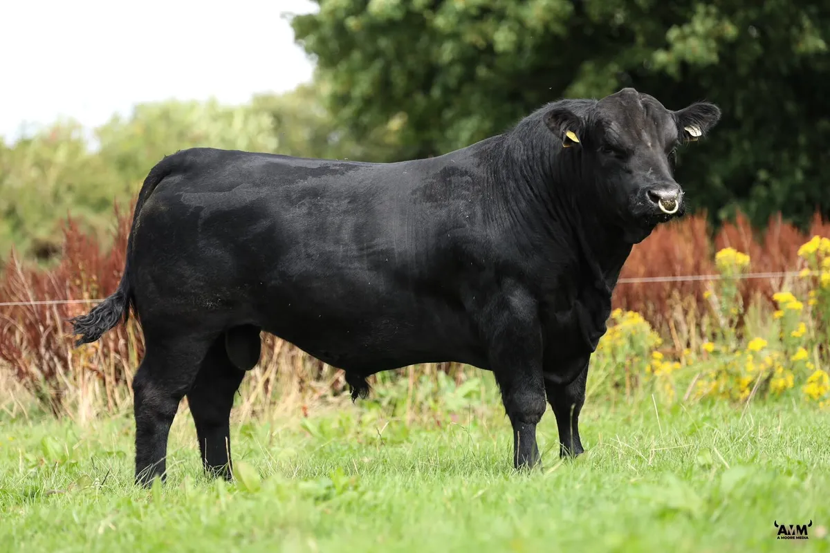 Lisduff Angus 26' - Image 2
