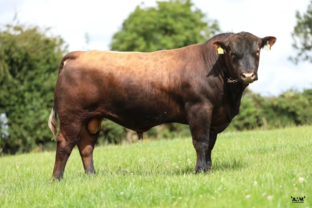 Lisduff Angus 26' - Image 3