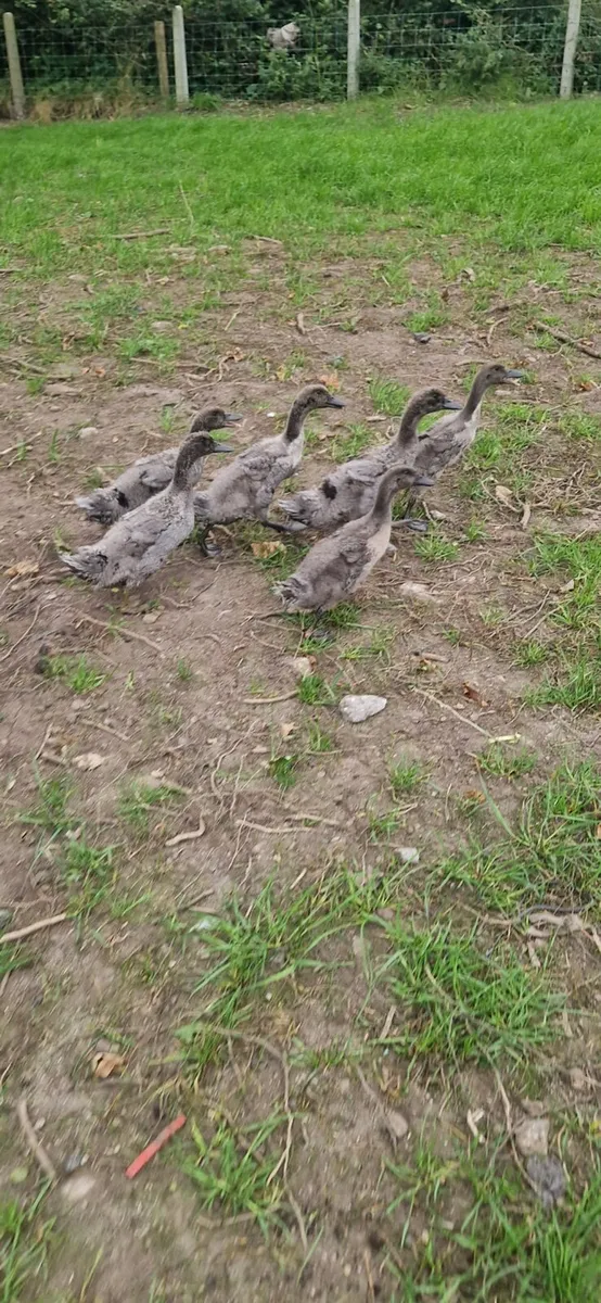 Ducks - Image 2