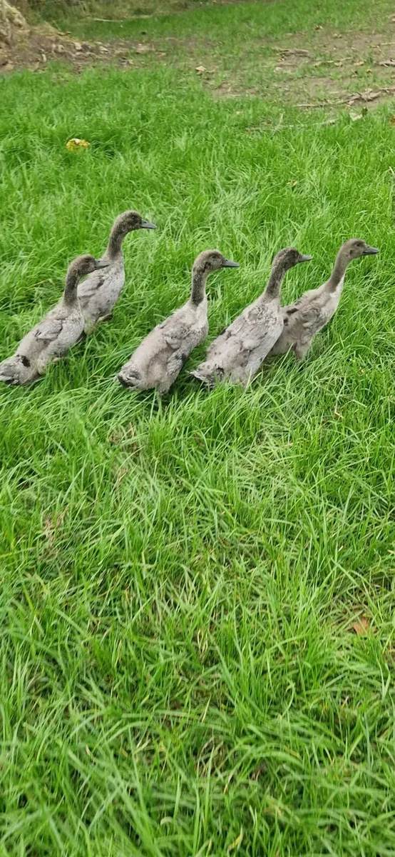 Ducks - Image 3