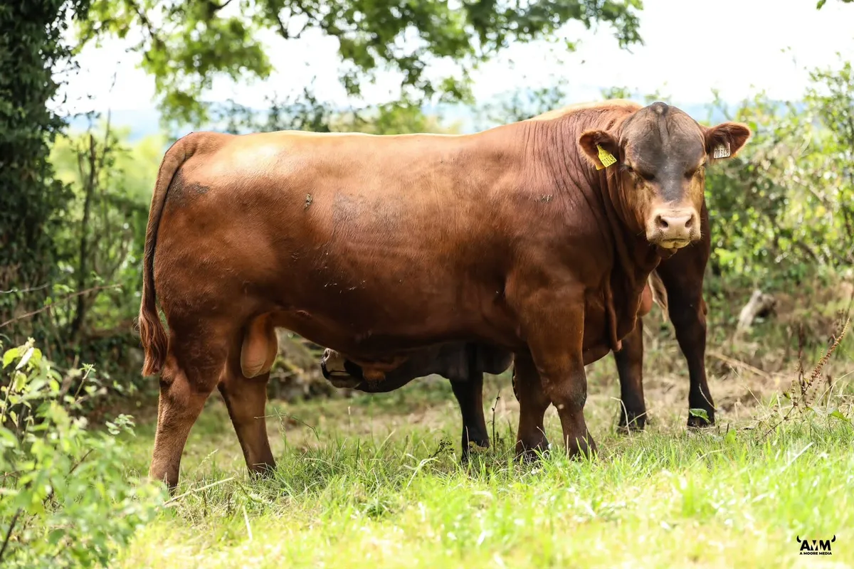 Lisduff Angus 26' - Image 4