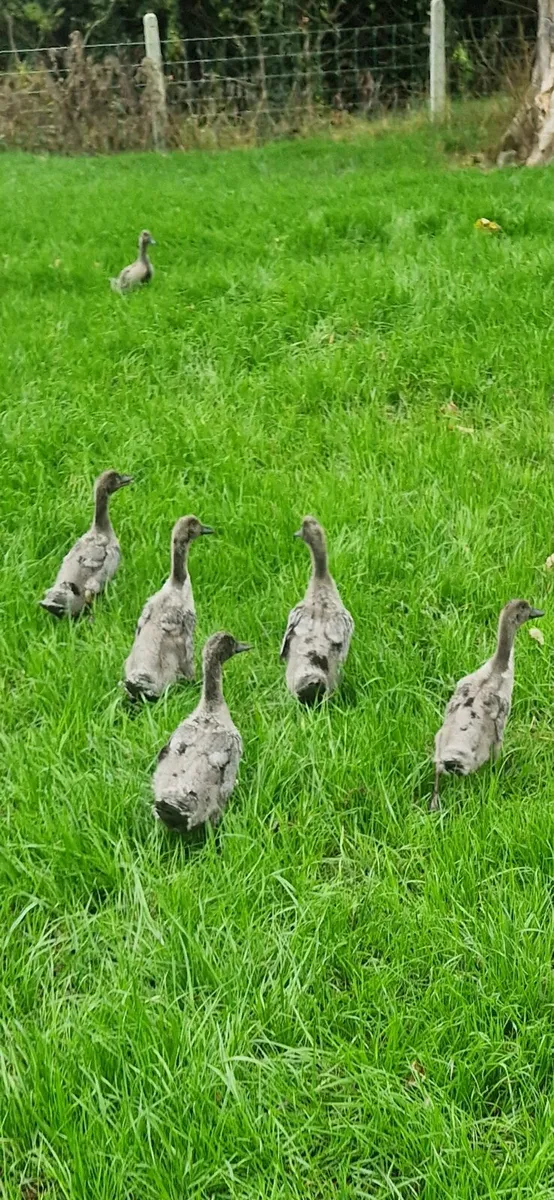 Ducks - Image 1