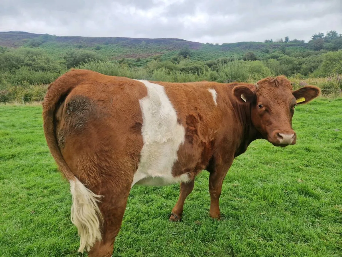 Breeding Heifer - Image 2