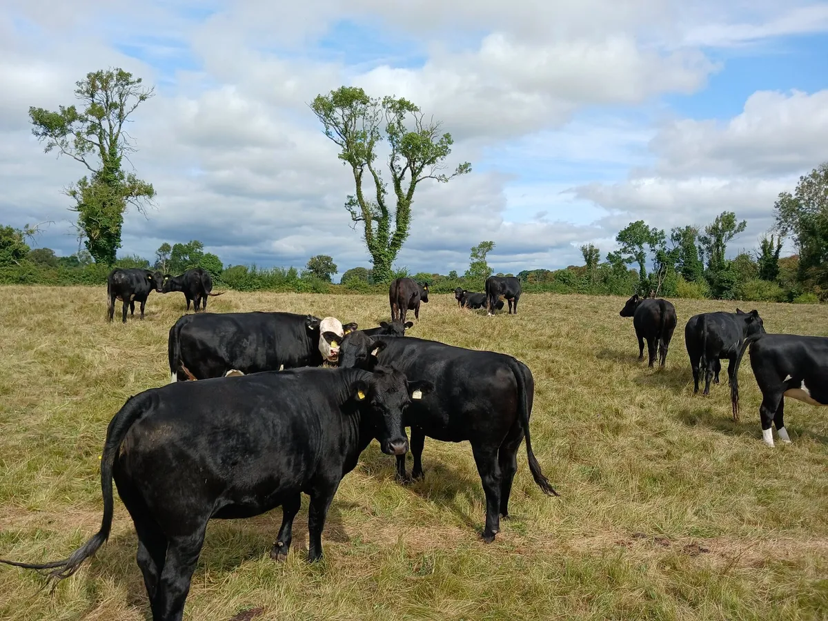 Organic Heifers  Carnaross Mart 27th August - Image 3
