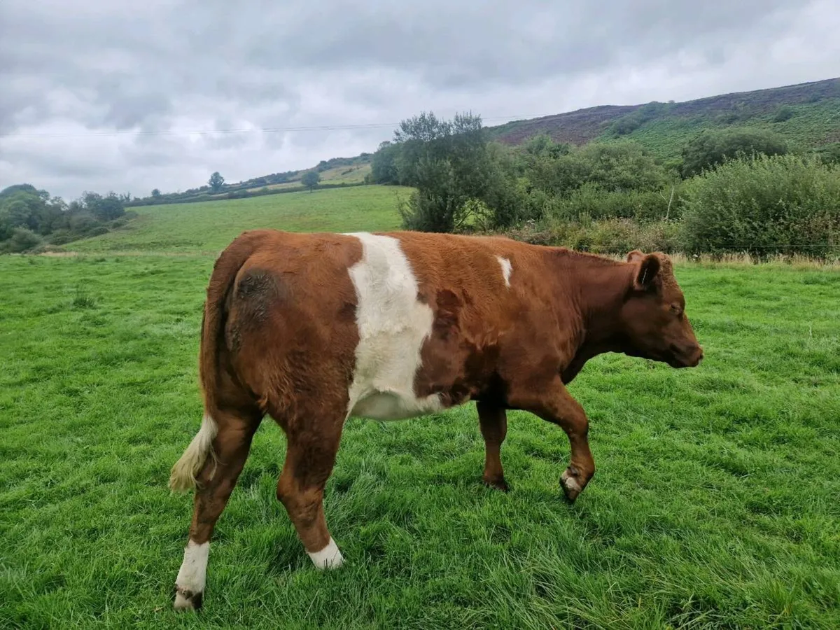 Breeding Heifer - Image 3