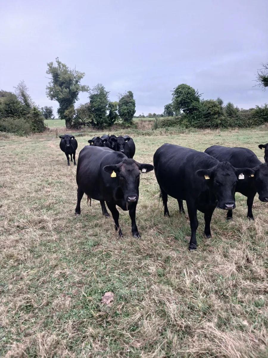 Organic Heifers  Carnaross Mart 27th August - Image 2