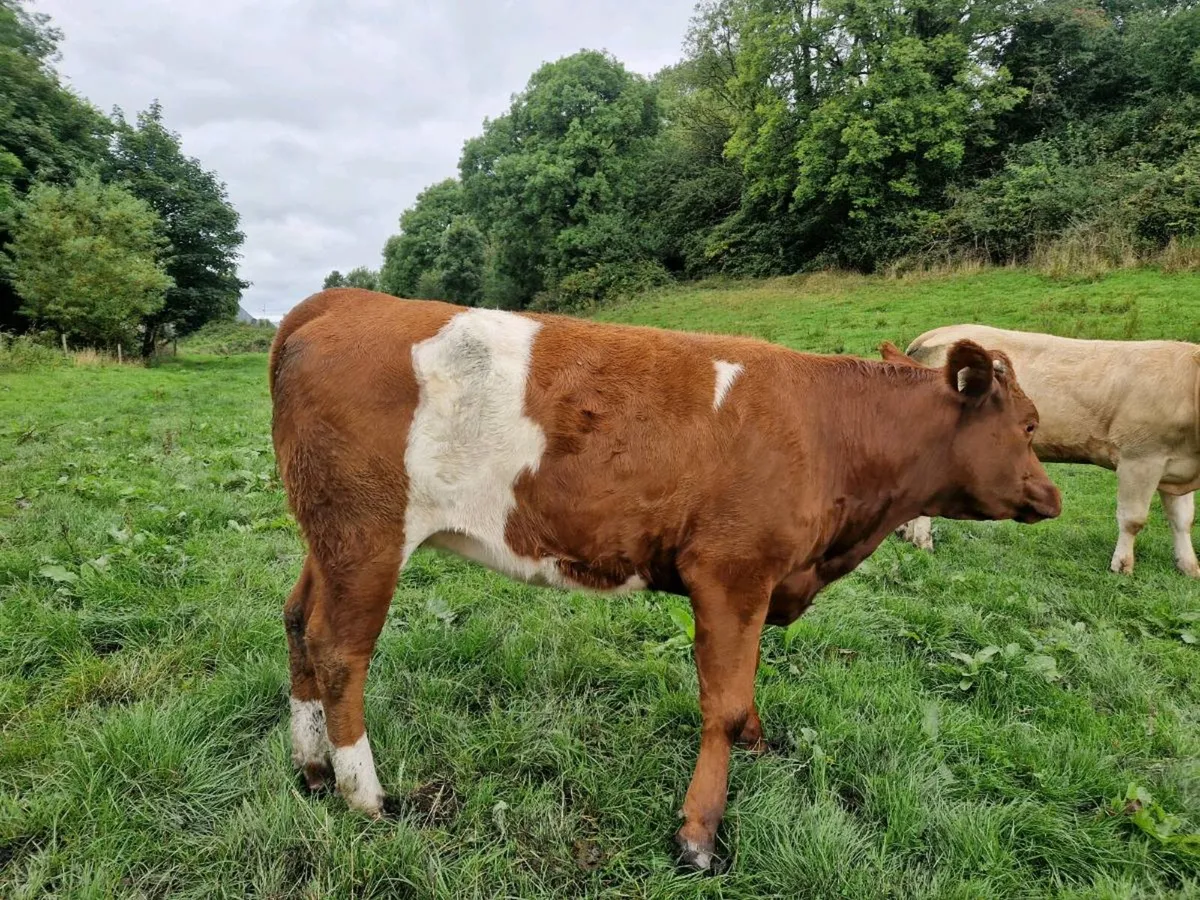 Breeding Heifer - Image 4