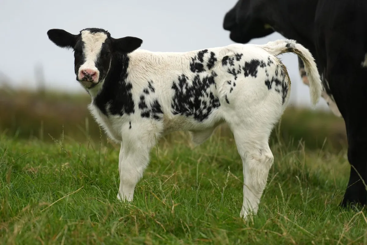 4 Serious Outfits & Blue Calves - Image 4