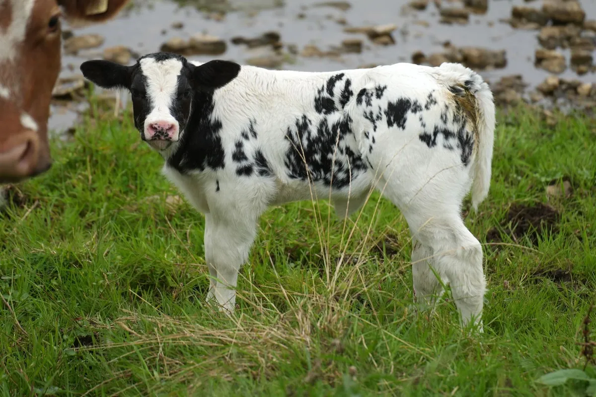 4 Serious Outfits & Blue Calves - Image 1