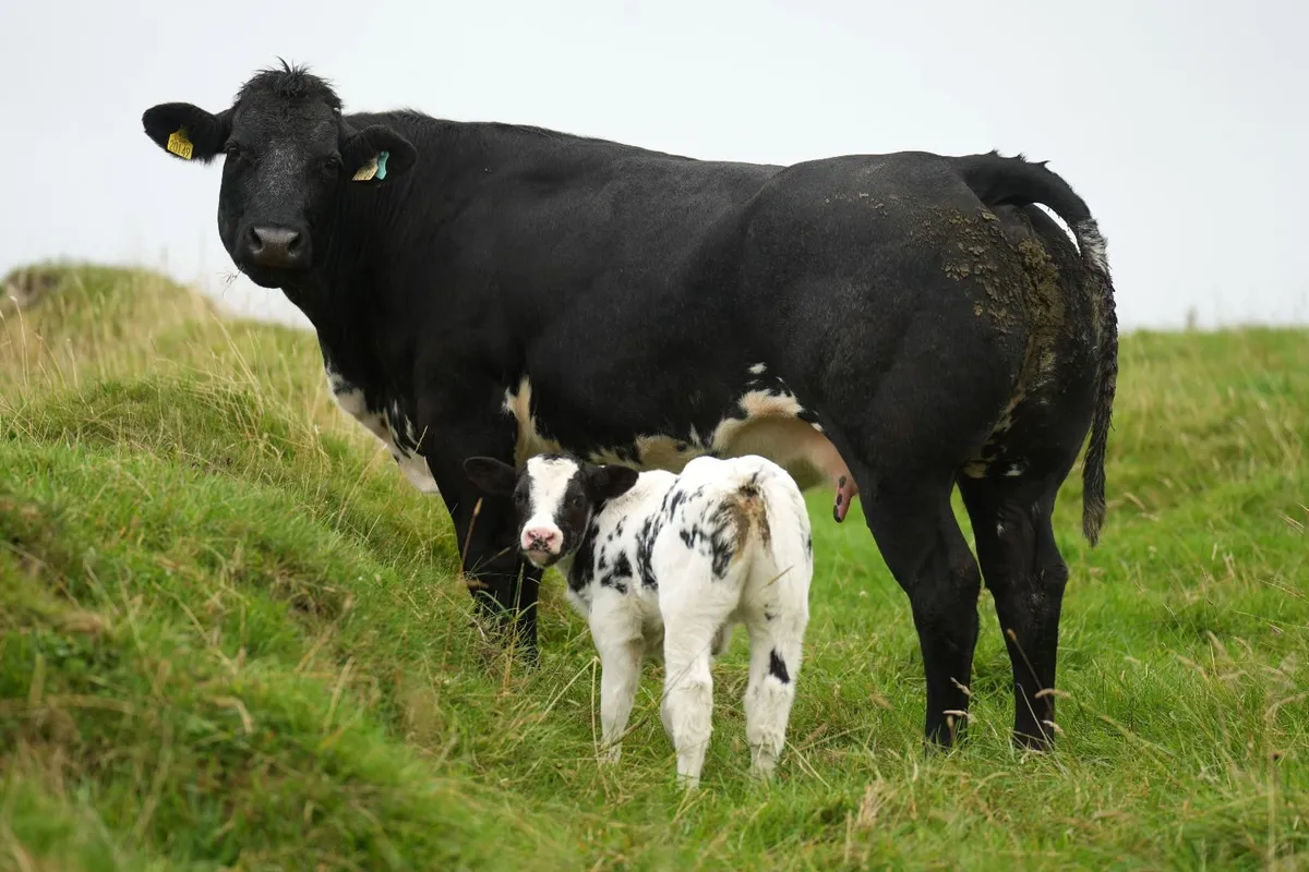 4 Serious Outfits & Blue Calves - Image 2