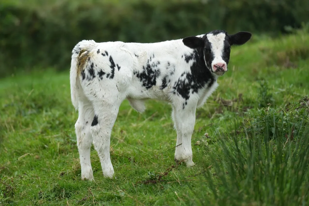 4 Serious Outfits & Blue Calves - Image 3
