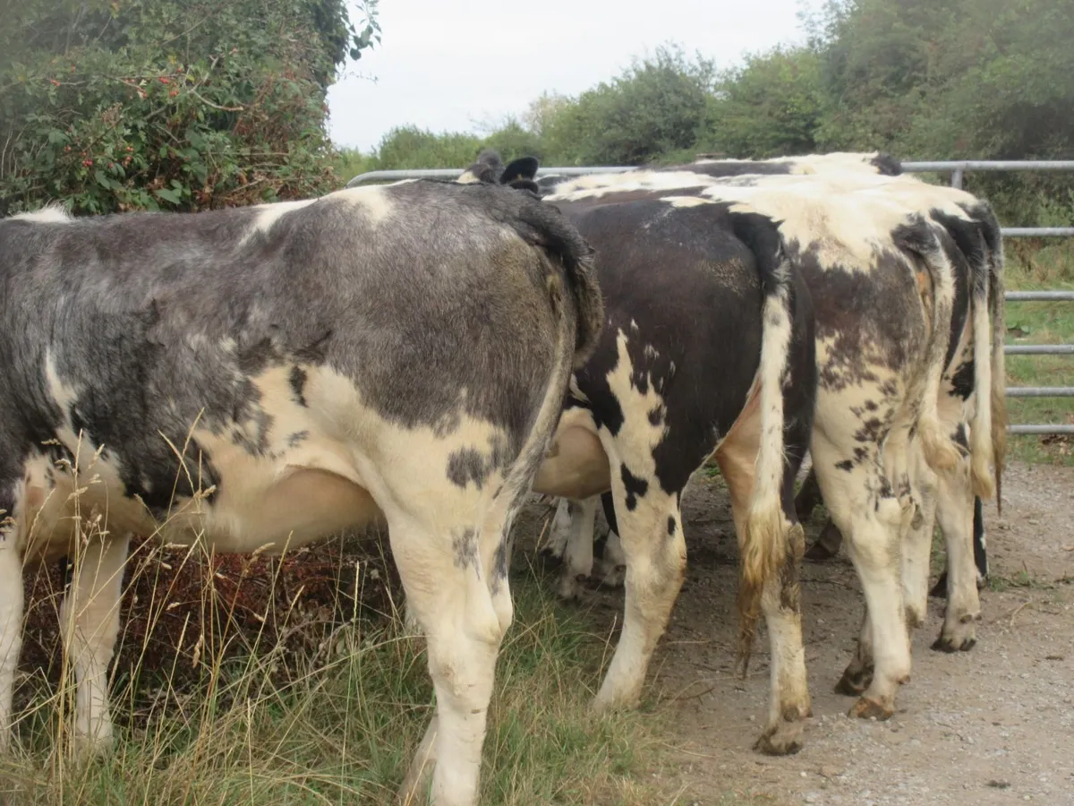 12 belgian blue heifers suitable forbreeding430 kg - Image 3