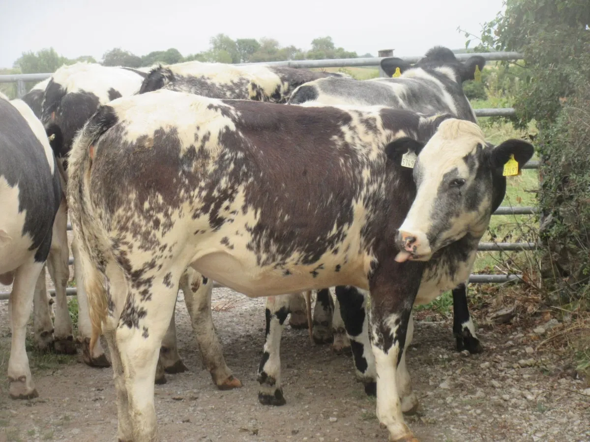12 belgian blue heifers suitable forbreeding430 kg - Image 2