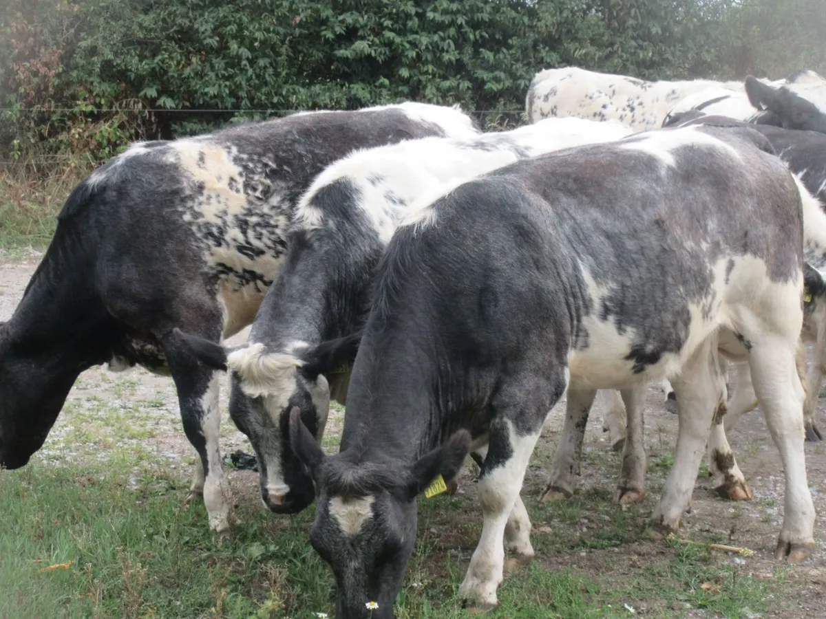 12 belgian blue heifers suitable forbreeding430 kg - Image 4