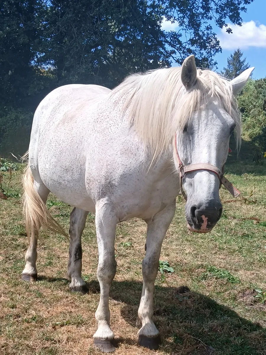 Irishdraught mare - Image 1