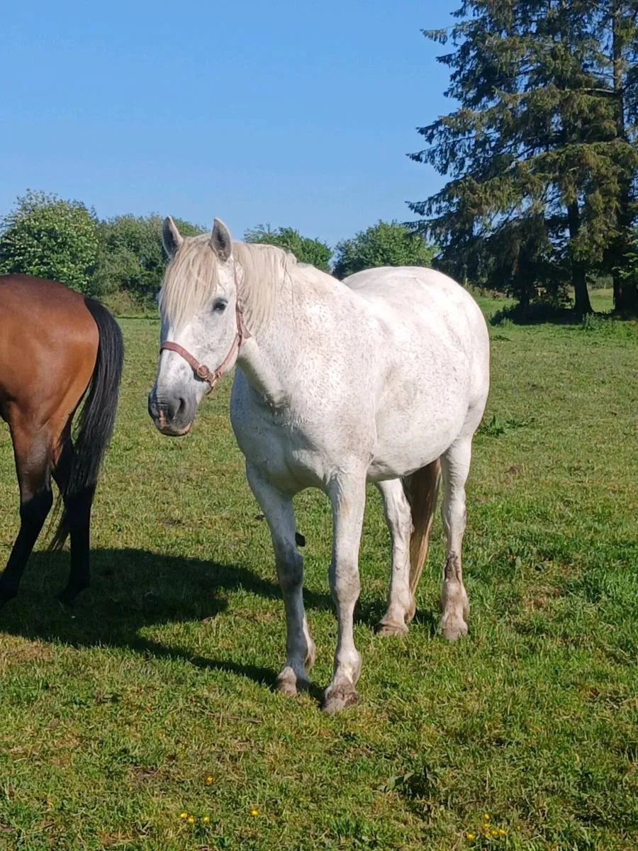 Irishdraught mare - Image 3