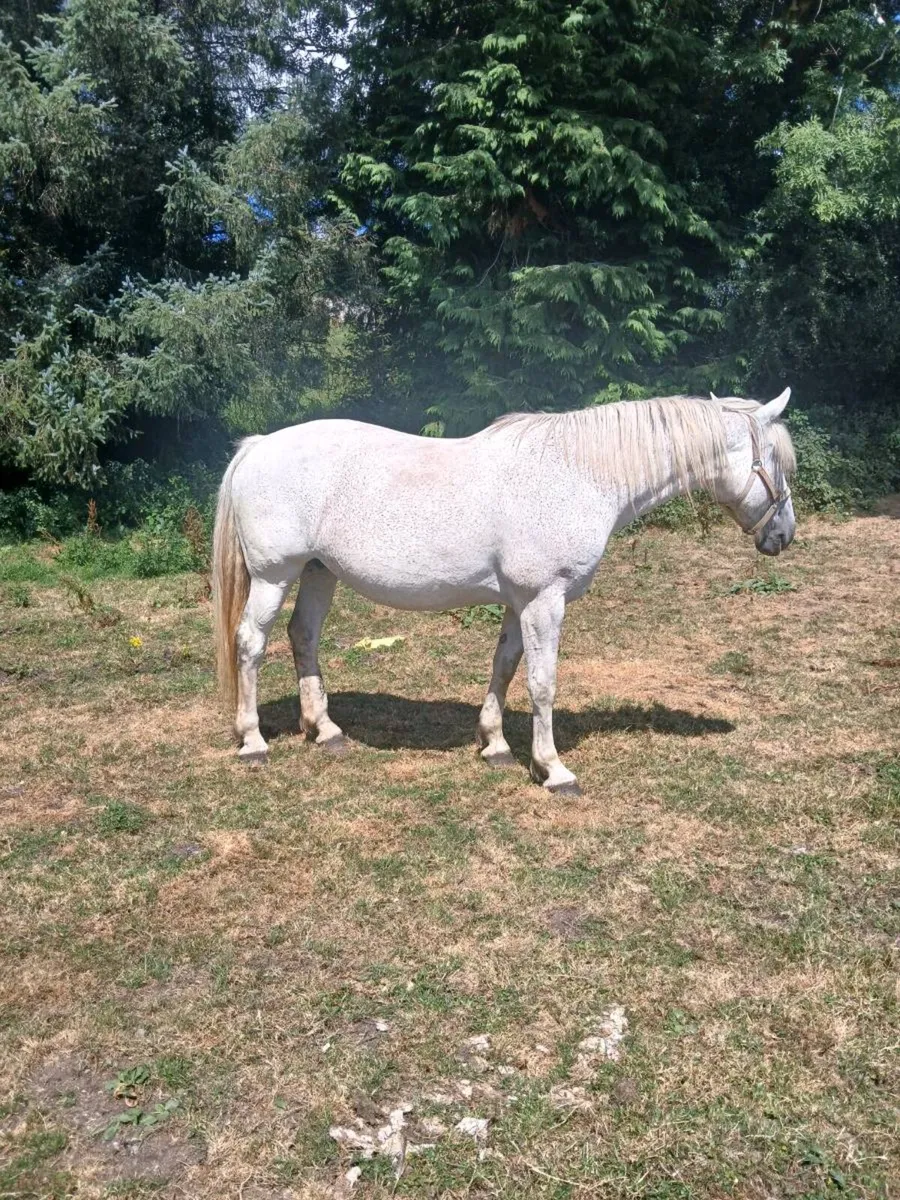 Irishdraught mare - Image 2