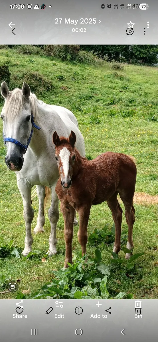 Irishdraught mare - Image 4