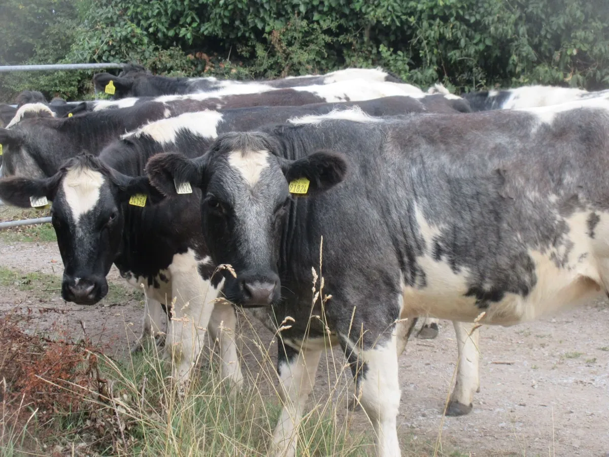 12 super  belgian blue heifers  470kg - Image 3