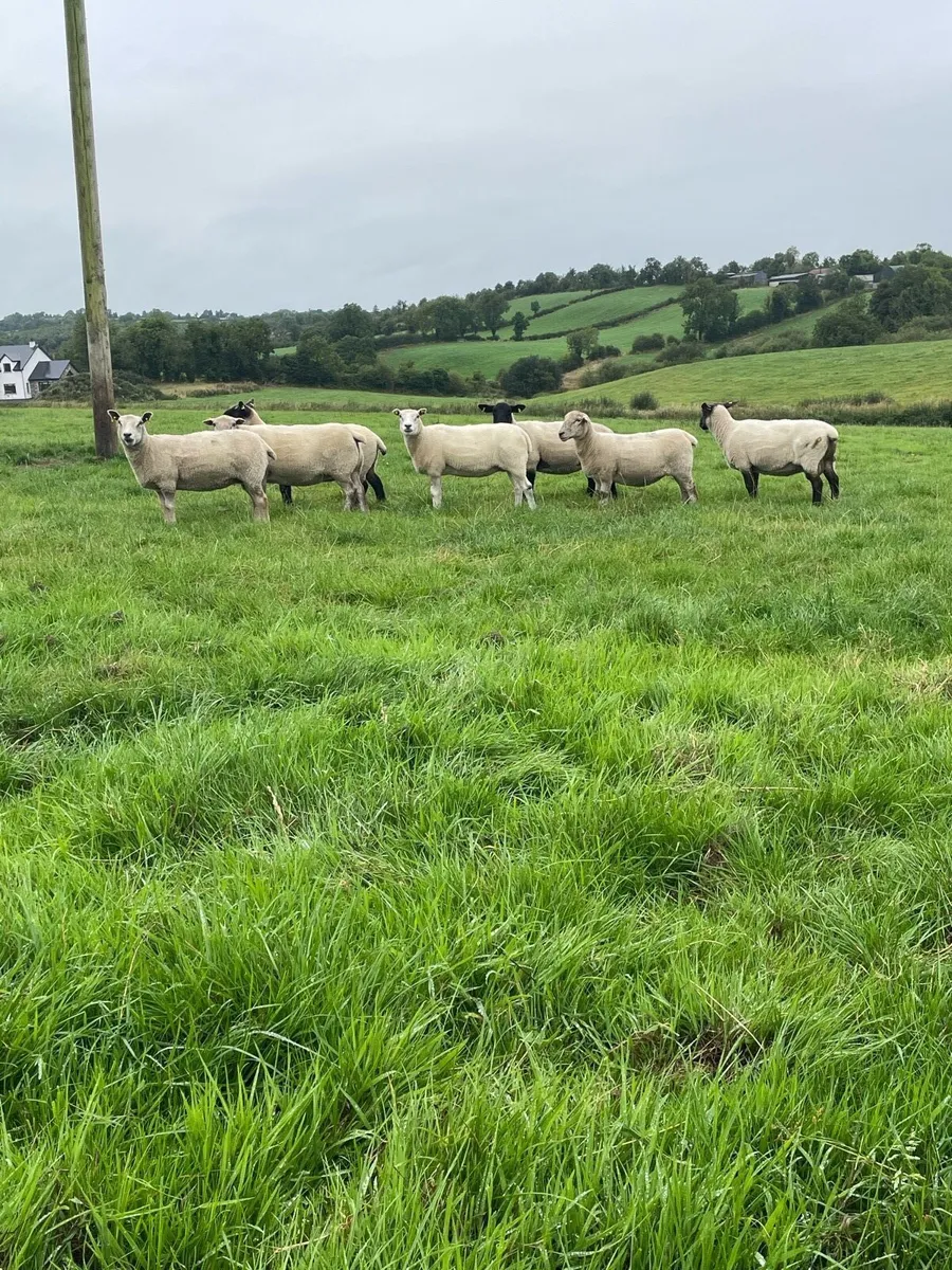 🔥Organic sheep for Ballyjamesduff breeding sale🔥 - Image 1