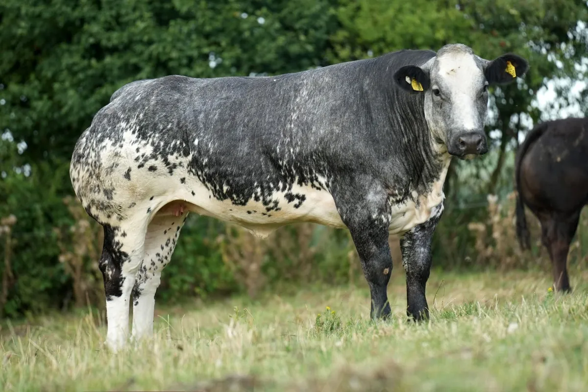 Billy Dunne's InCalf Heifers - Tullamore Mart - Image 2