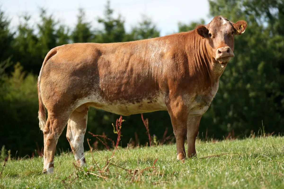 Billy Dunne's InCalf Heifers - Tullamore Mart - Image 3
