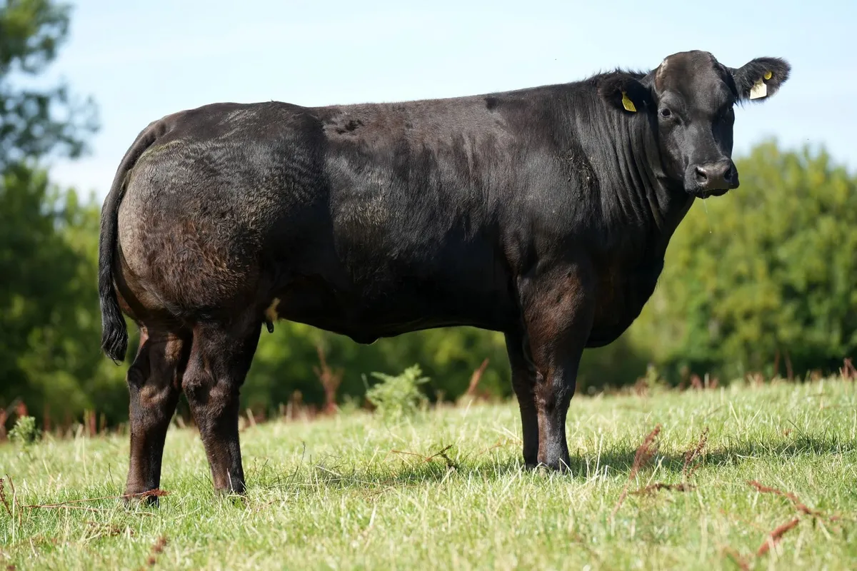 Billy Dunne's InCalf Heifers - Tullamore Mart - Image 4