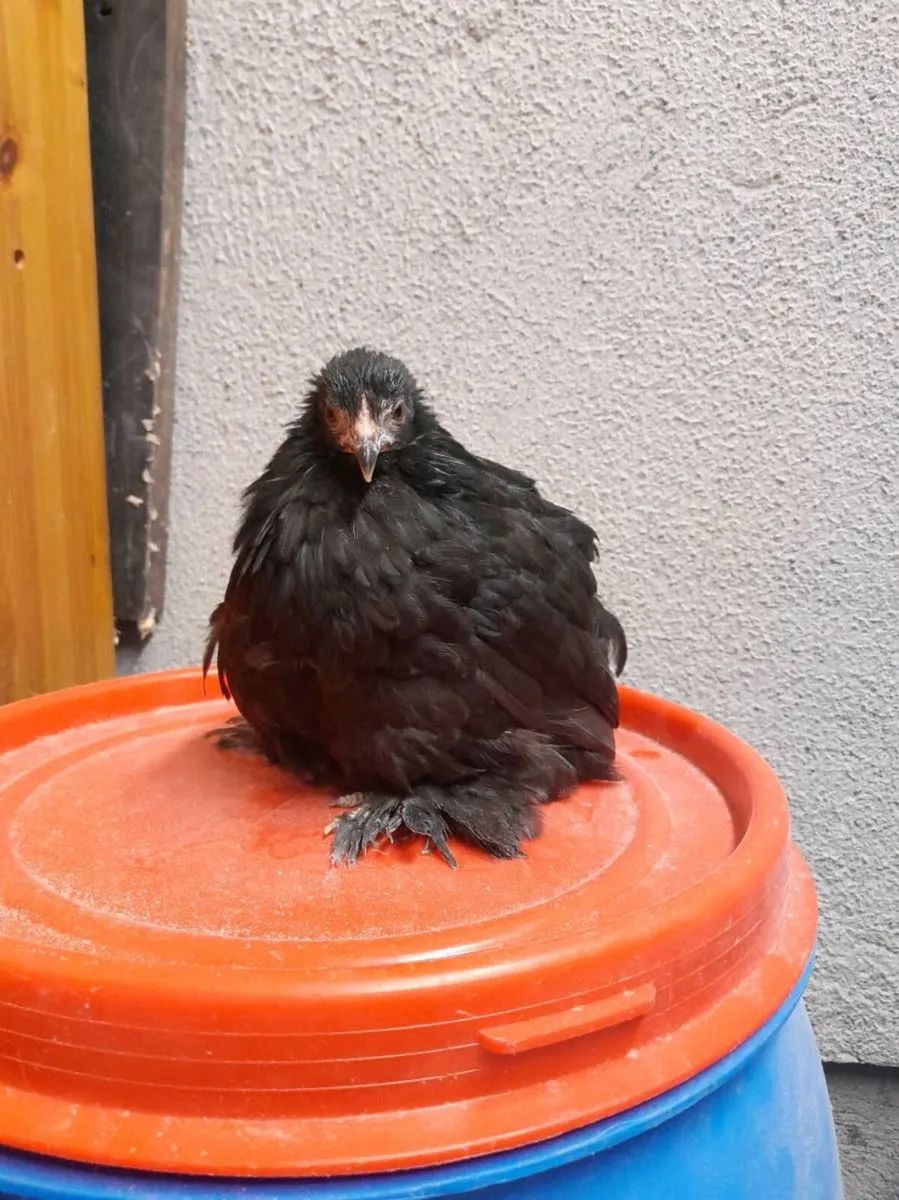 Black pekin chick (female) - Image 1