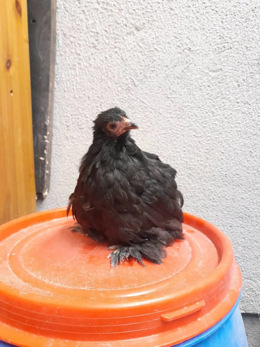 Black pekin chick (female) - Image 2