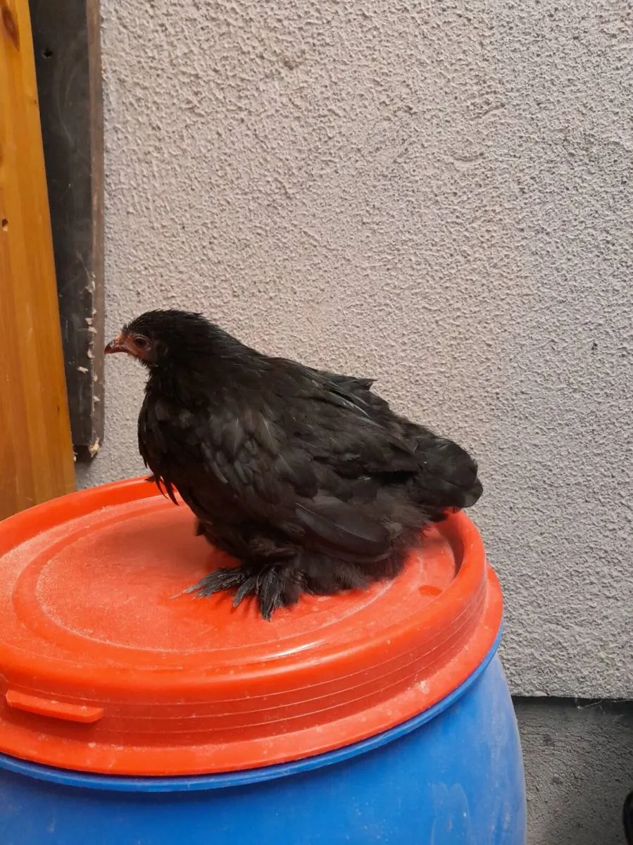 Black pekin chick (female) - Image 3