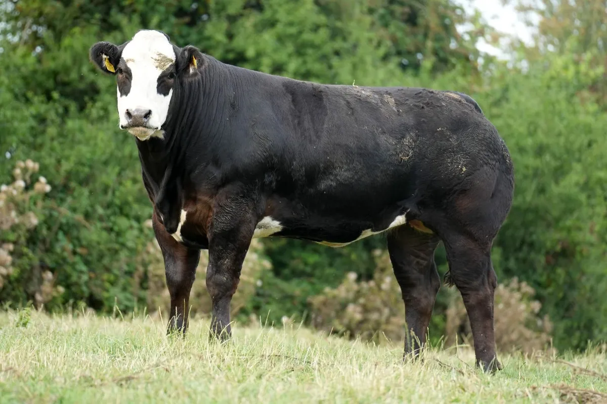 Billy Dunne's InCalf Heifers - Tullamore Mart - Image 1
