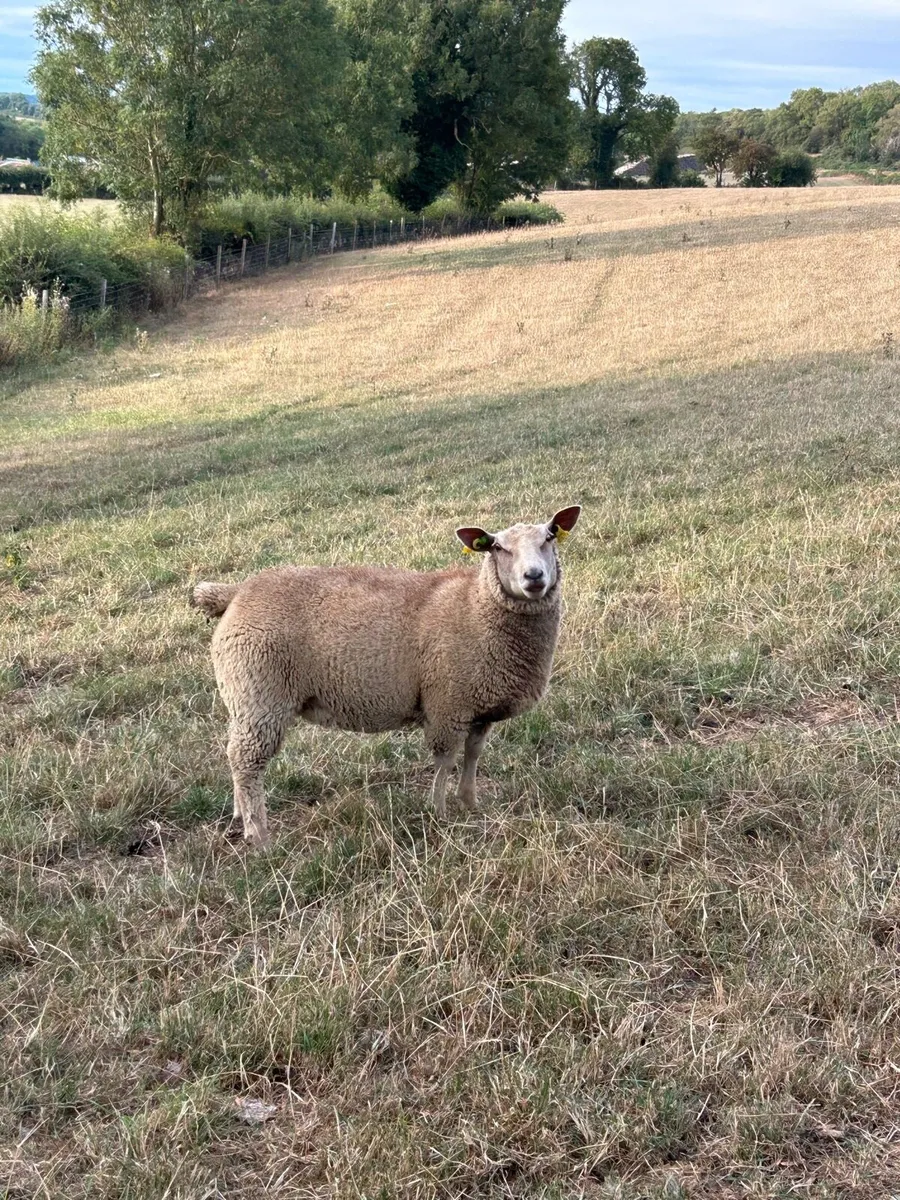 Pedigree Charollais Ewe Lambs - Image 1