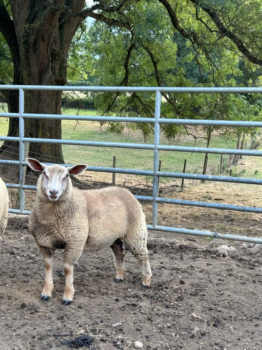 Pedigree Charollais Ewe Lambs - Image 2