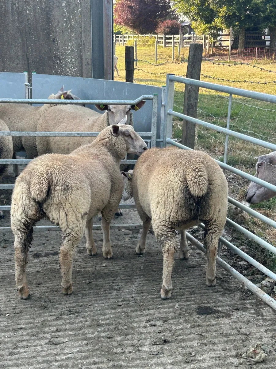 Pedigree Charollais Ewe Lambs - Image 3