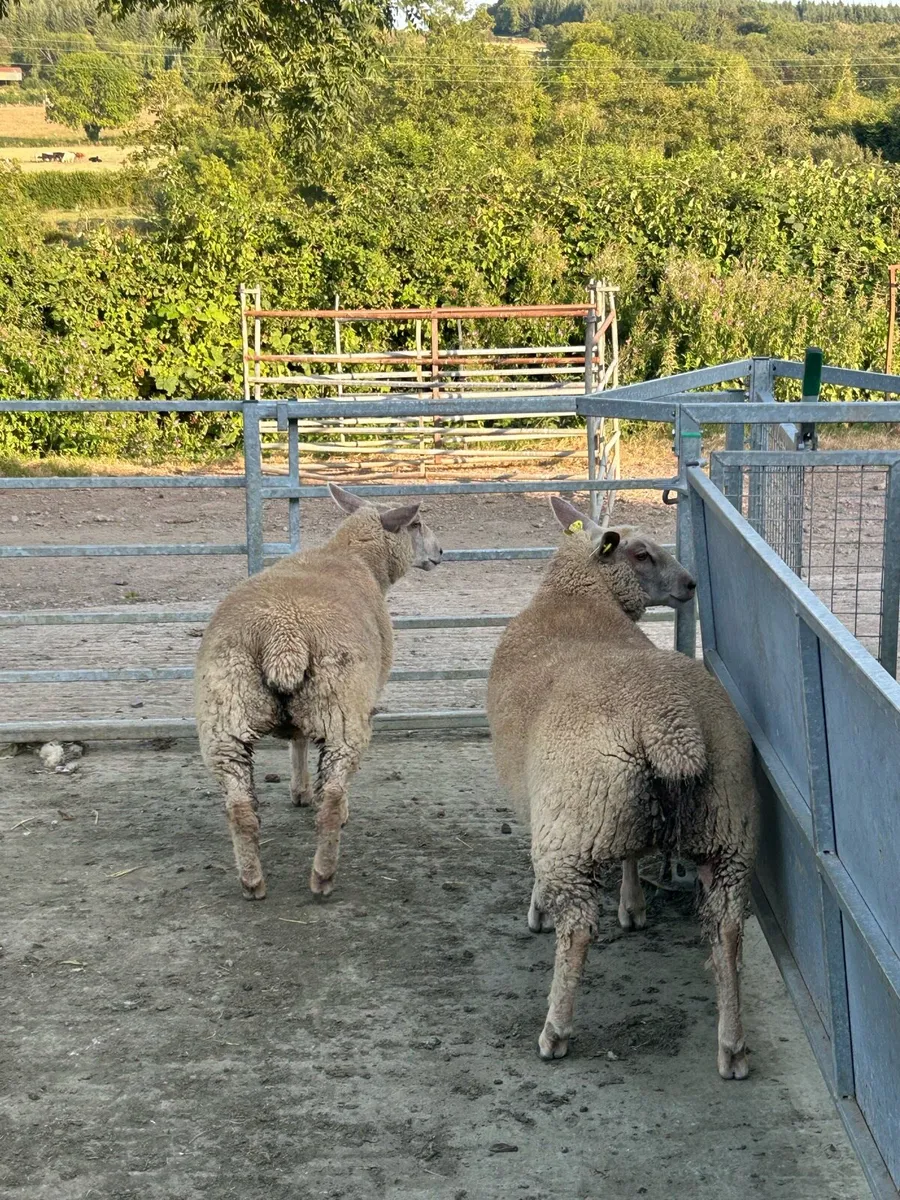 Pedigree Charollais Ewe Lambs - Image 4
