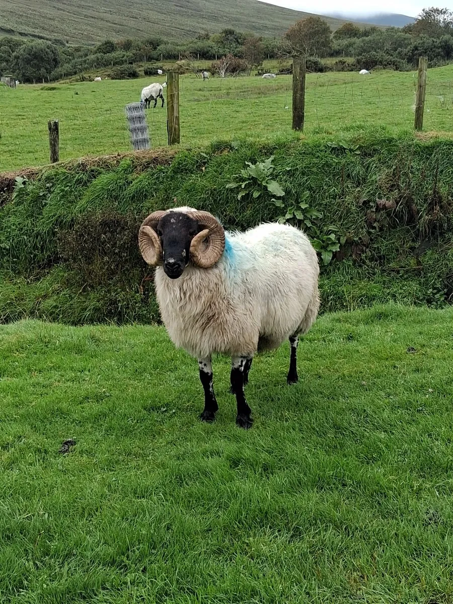 Ram for sale - Image 1