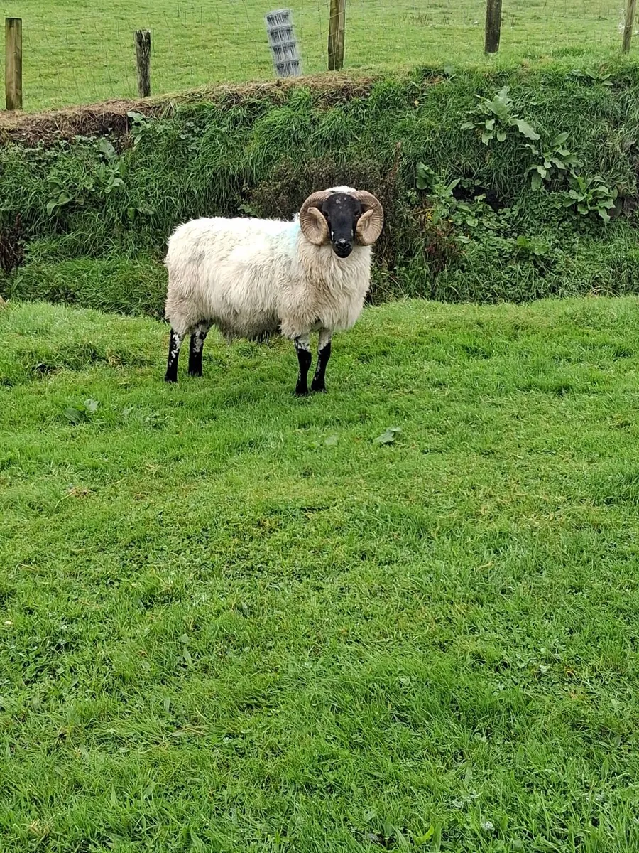 Ram for sale - Image 3