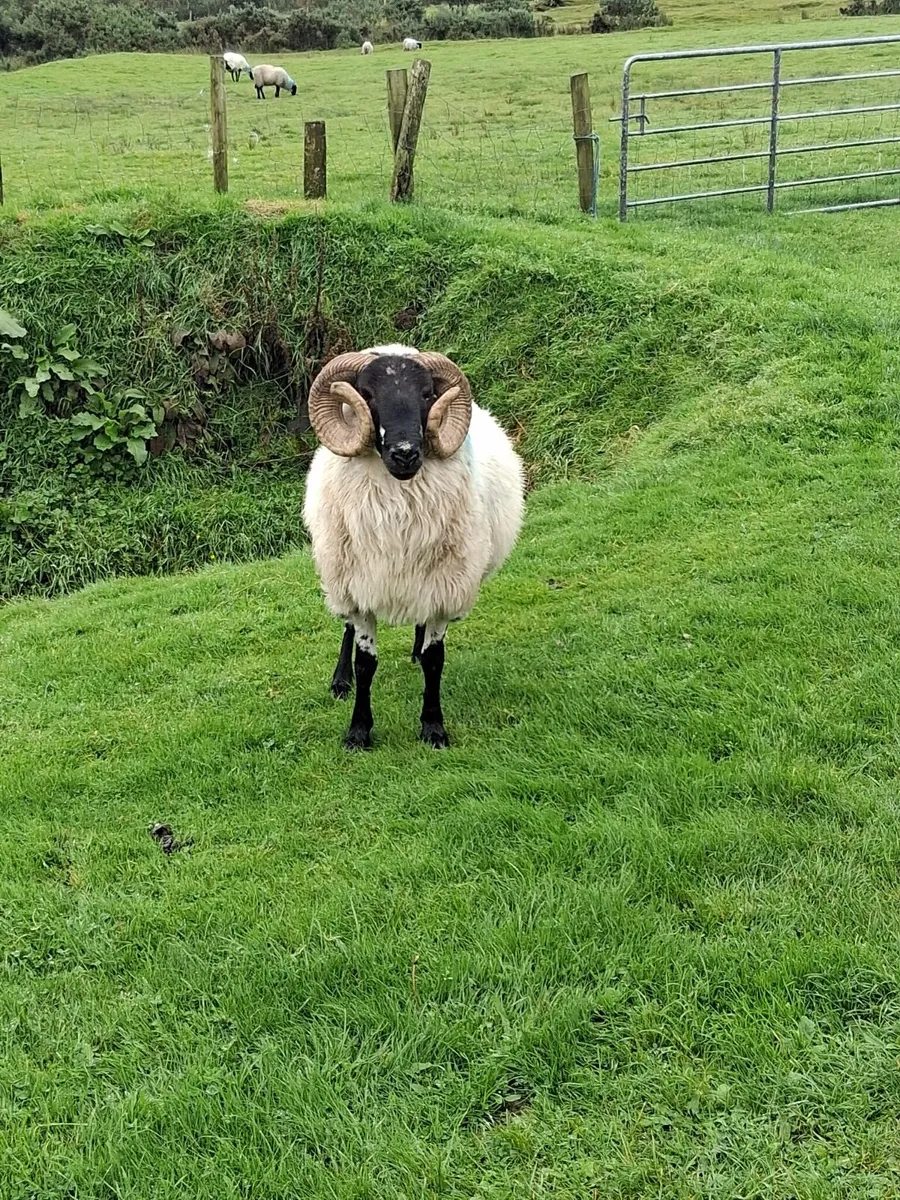Ram for sale - Image 4