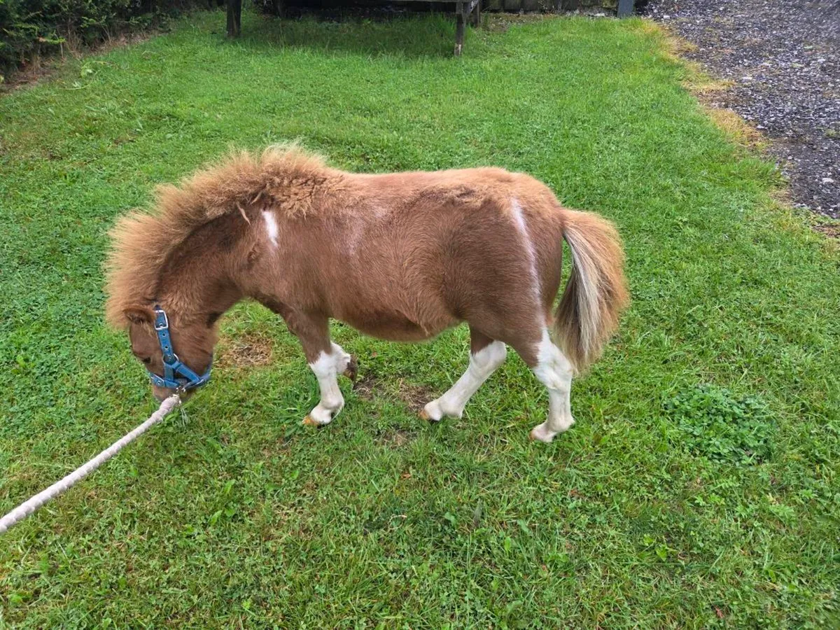 Falabella Colt Foal - Image 3