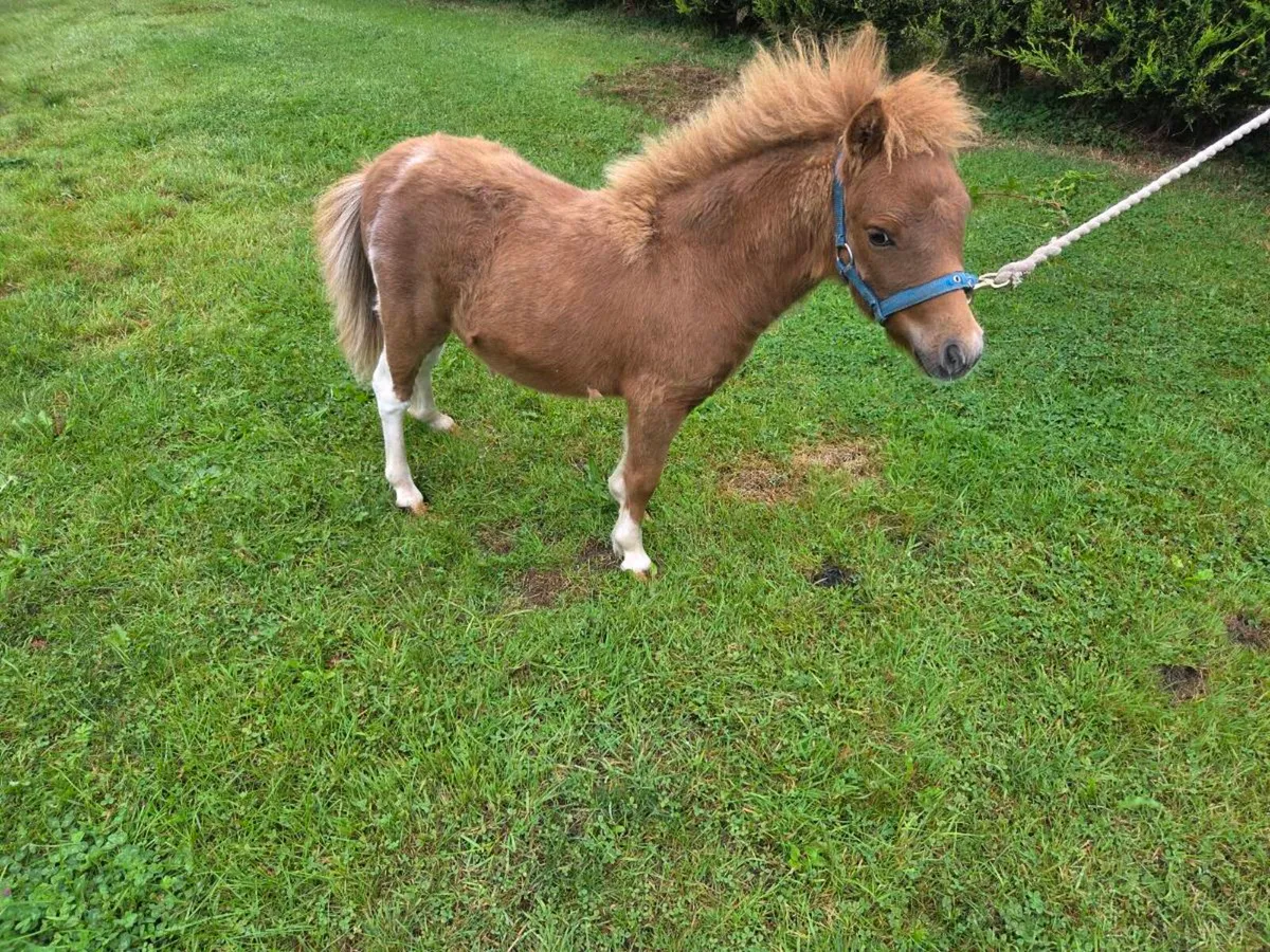 Falabella Colt Foal - Image 2