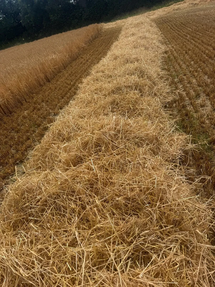 Round 4x4 spring barley&chopped square bale wheat - Image 2