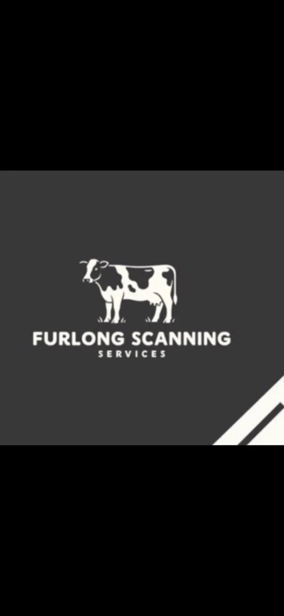 Cow scanning service - Image 1